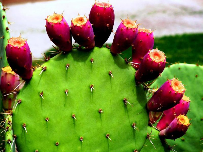 cactus pear prickly fruit desert plants plant aztec killian david trees tuna power fruits ancient common food photograph diabetes natural