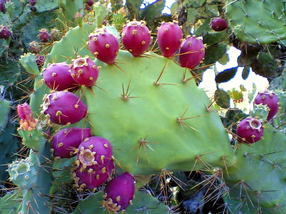 the-prickly-pear-cactus-a-natural-remedy-for-diabetes-high