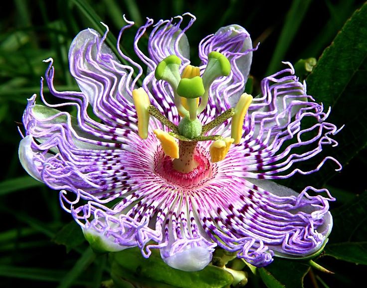 Image result for passion flower pic