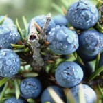 Improve Your Arthritis and Get Rid of Your Cold with the Herbal Remedy Juniper