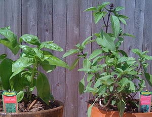 English: Sweet Basil and Thai Basil plants