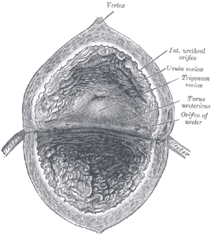 The interior of bladder.