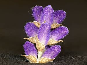 English: Lavender (Lavendula Angustifolia) Deu...