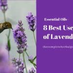 8 Best Uses of Lavender