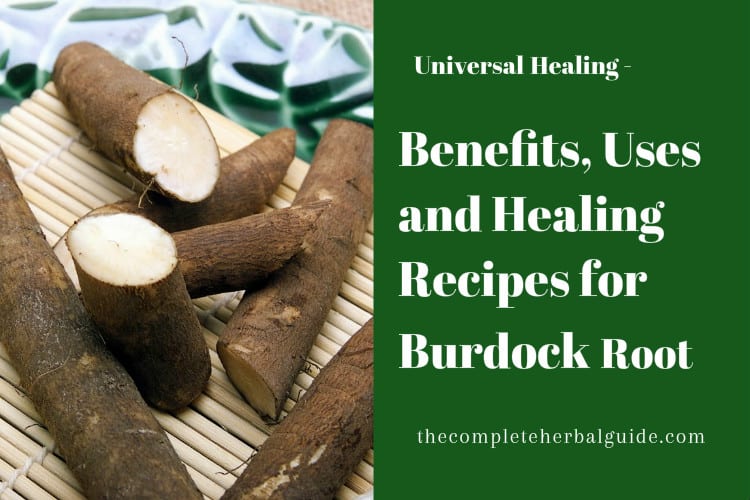 Benefits Uses And Healing Recipes For Burdock Root 