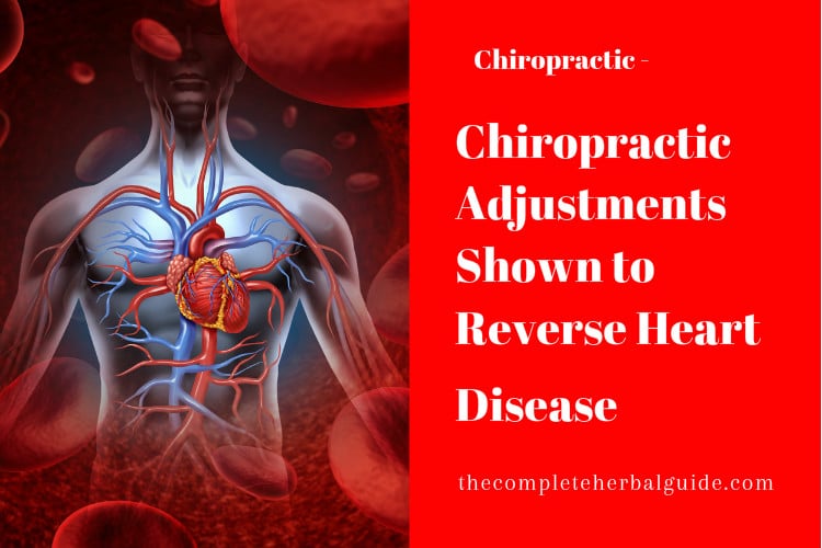 Chiropractic Adjustments Shown to Reverse Heart Disease