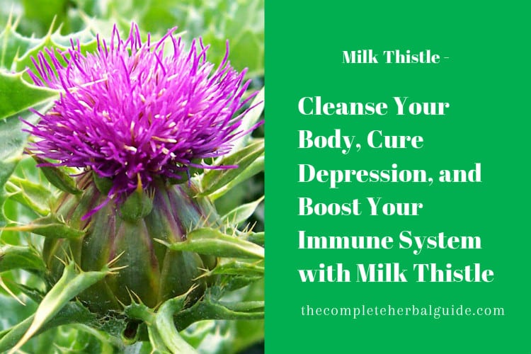 Cleanse Your Body, Cure Depression, and Boost Your Immune System with Milk Thistle