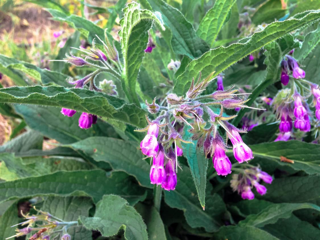 Usages Of Comfrey