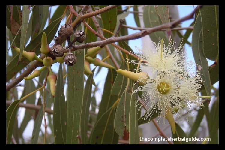Eucalyptus