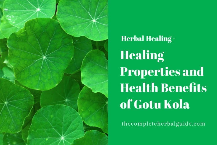 Health Benefits Of Gotu Kola Archives - The Complete Herbal Guide