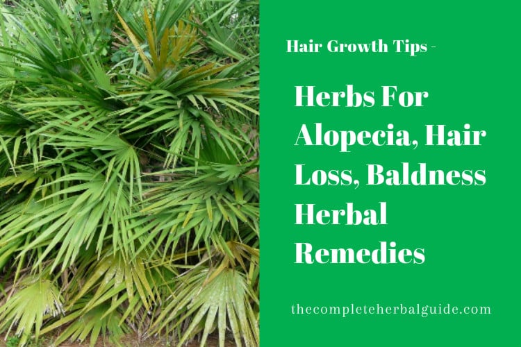 Herbs For Alopecia, Hair Loss, Baldness Herbal Remedies