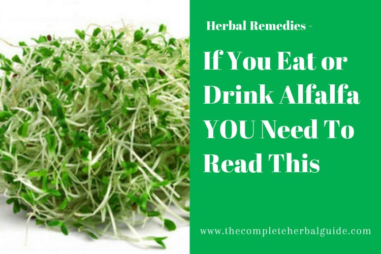 If You Eat or Drink Alfalfa YOU Need To Read This