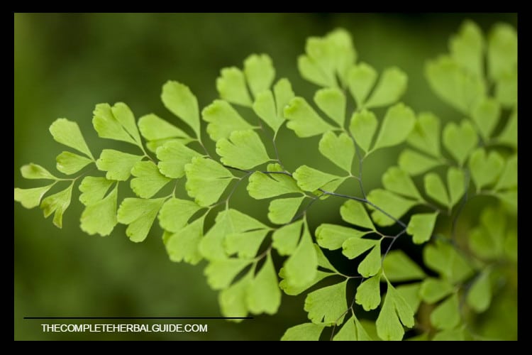 Maidenhair Fern - Health and Natural Healing Tips