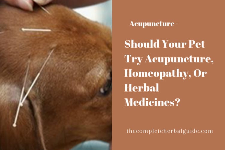 Should Your Pet Try Acupuncture, Homeopathy, Or Herbal Medicines?