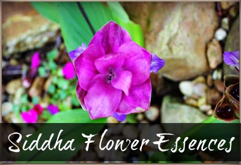 Siddha-Flower-Essences