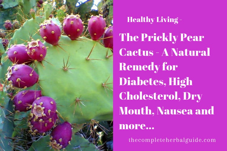 The Prickly Pear Cactus - A Natural Remedy for Diabetes, High Cholesterol, Dry Mouth, Nausea and more...