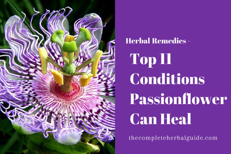 Top 11 Conditions Passionflower Can Heal