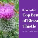 Top Benefits of Blessed Thistle