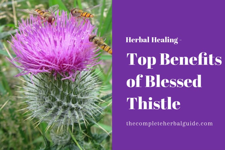 Blessed thistle teso где найти