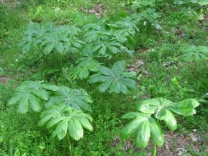 Medicinal Uses of American Mandrake Root (Regulate bowel and liver ...