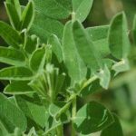 astragalus-benefits