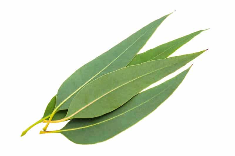 eucalyptus-oil