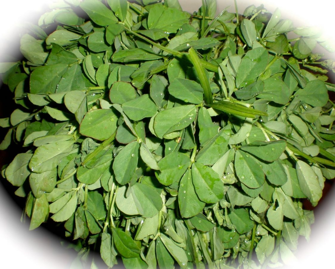 fenugreek - The Complete Guide to Natural Healing