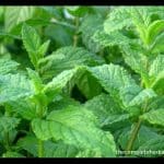 mentha