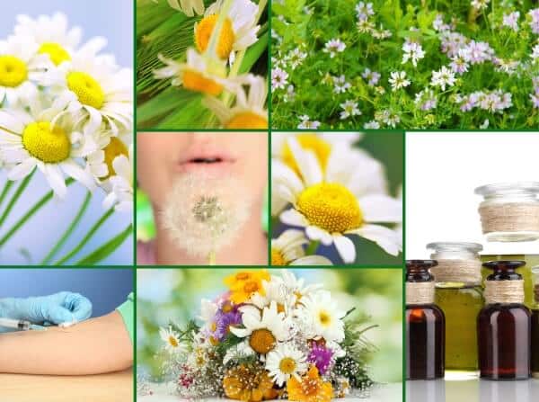 6 Home Remedies For Allergies - The Complete Herbal Guide