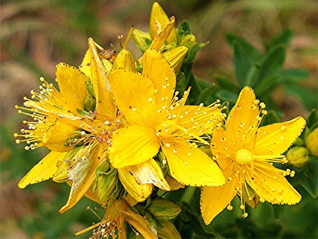 St John's Wort The Potential Dangers