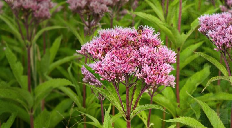 Natural Version of Aspirin - Queen of the Meadow - Health and Natural ...