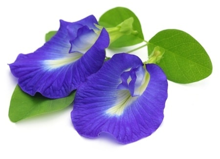 purple flower 4