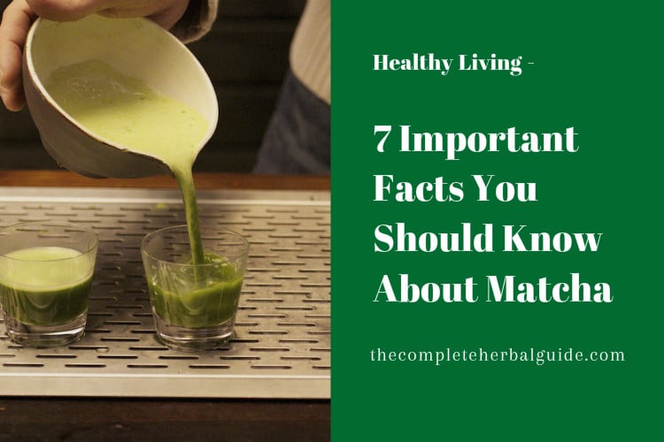 7 Important Facts You Should Know About Matcha