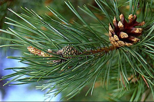 11 Reasons You Should Start Collecting Pine Needles