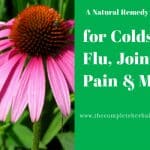 Echinacea for Colds, Flu, joint Pain & More