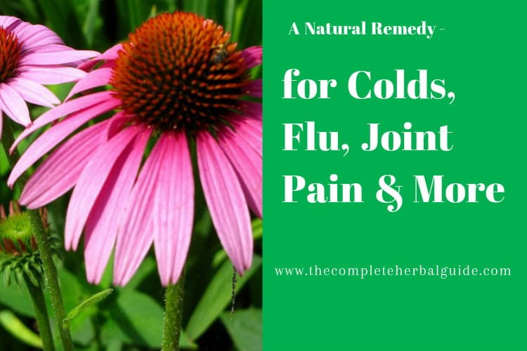 Echinacea for Colds, Flu, joint Pain & More