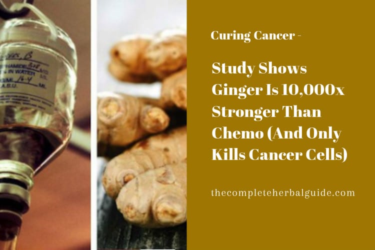 Study Shows Ginger Is 10,000x Stronger Than Chemo (And Only Kills Cancer Cells)