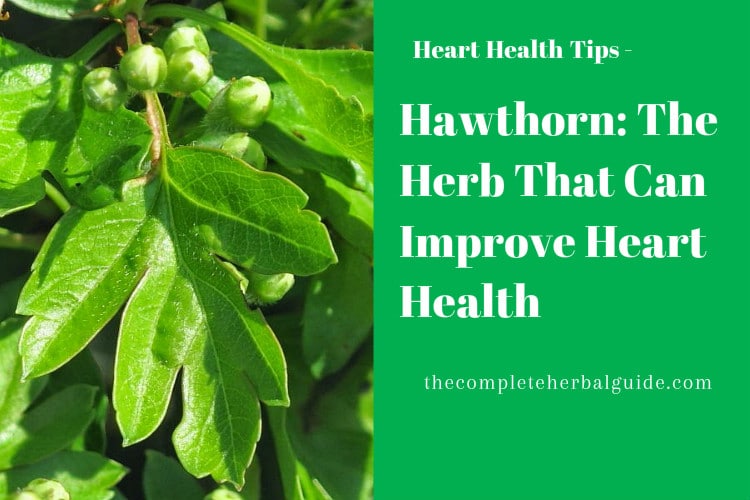Hawthorn: The Herb That Can Improve Heart Health