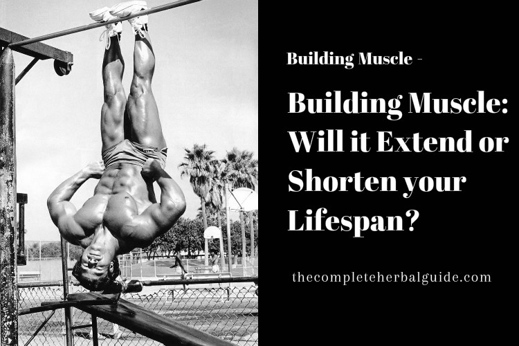 Building Muscle: Will it Extend or Shorten your Lifespan?