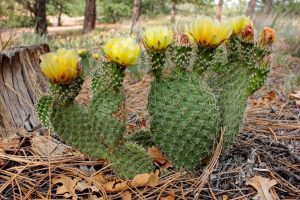 Prickly_Pear_Cactus_in_bloom._Palmer_Park_in_Colorado_Springs_Colorado