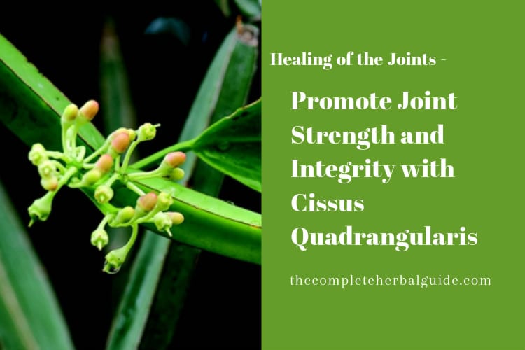 Promote Joint Strength and Integrity with Cissus Quadrangularis