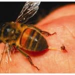 bee-control_04-300x231