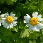 feverfew_body_energy_bal_b1