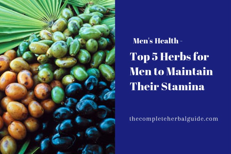 Top 5 Herbs for Men to Maintain Their Stamina