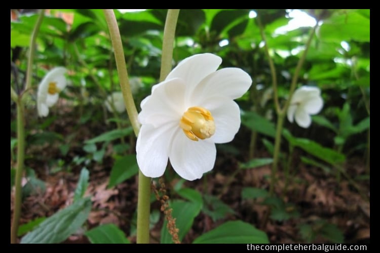 American Mandrake Root