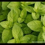 Healing Properties of Spearmint