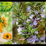 Powerful Herbal Remedies Right Out Of Your Garden