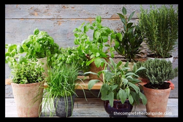 The Guide to Growing Herbs at Home