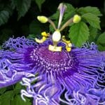passiflora-incarnata-x
