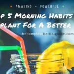 Top 5 Morning Habits To Implant For A Better Life